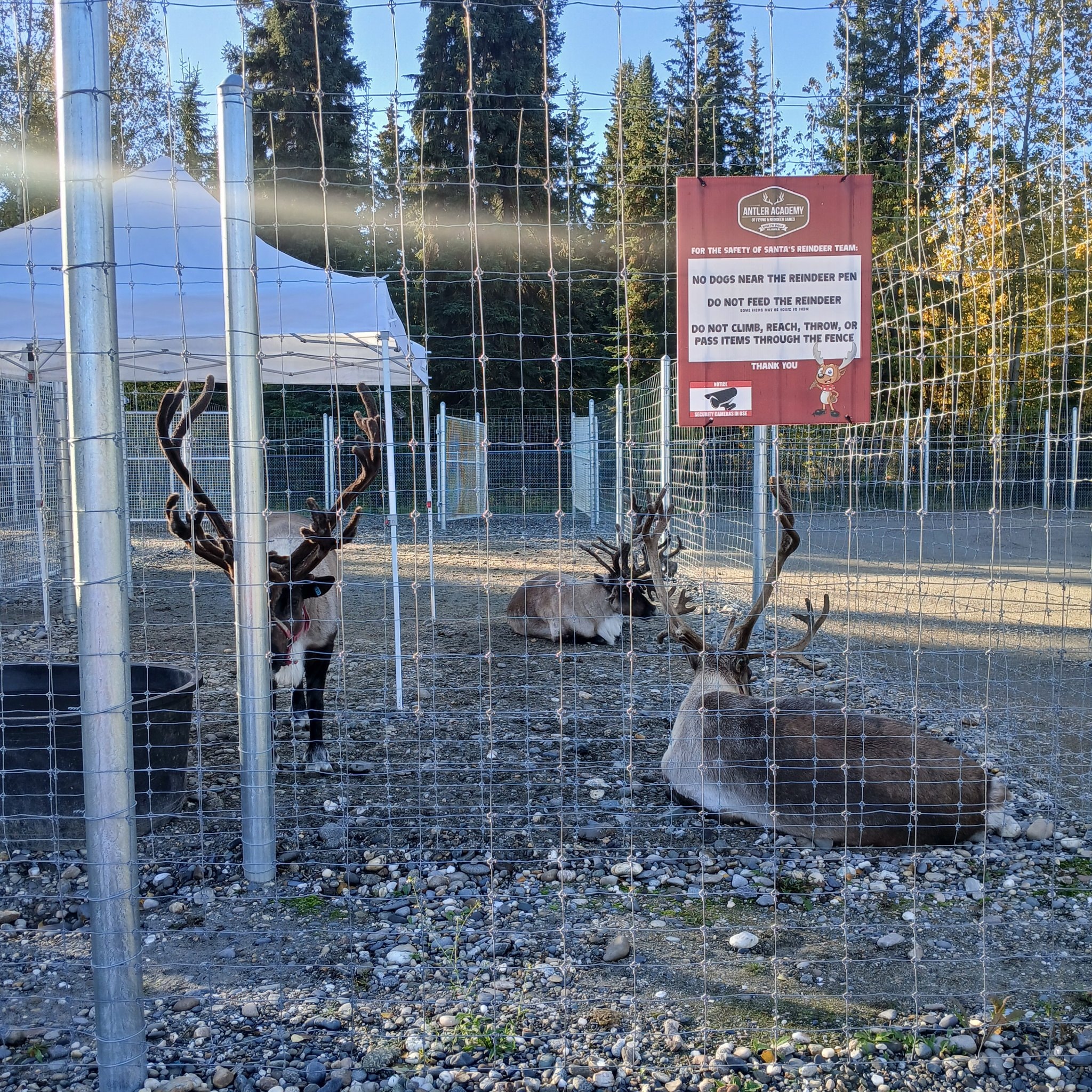 Reindeer pen at North Pole, Alaska with Antler Academy safety sign