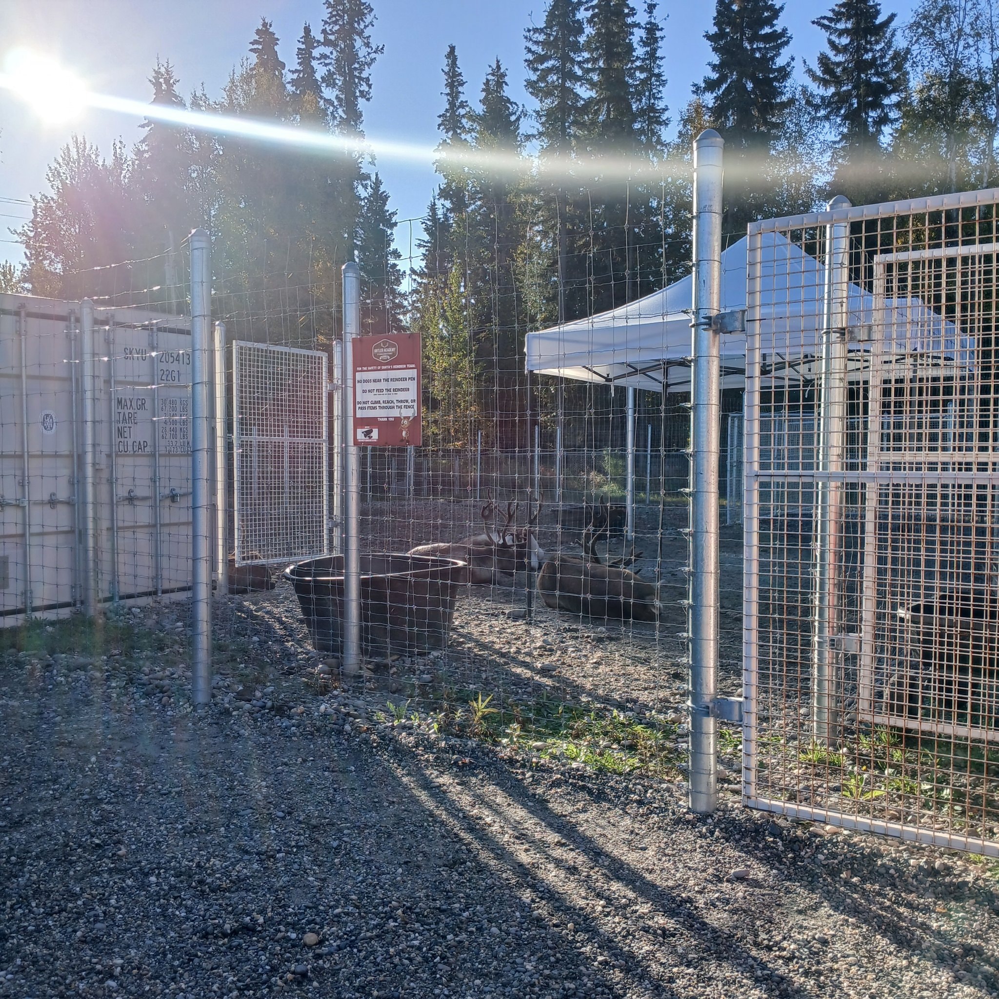 Wider view of the reindeer pen at North Pole, Alaska with fencing and trees